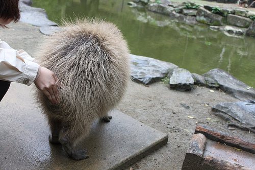 Capybara Capybara