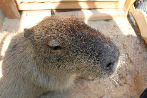 Capybara Capybara