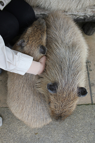 Capybara Capybara