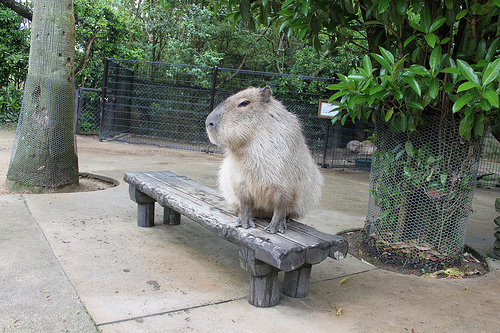 Capybara Capybara