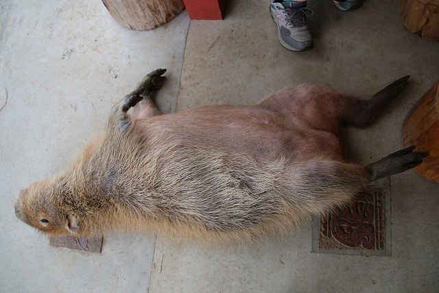 伊豆シャボテン公園
