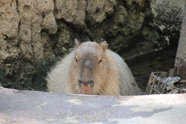千葉市動物公園