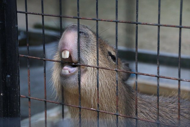 高岡古城公園動物園