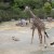とくしま動物園