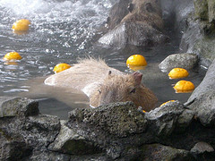伊豆シャボテン公園