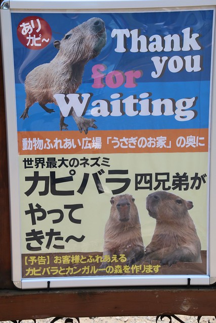 カピバラ Capybara