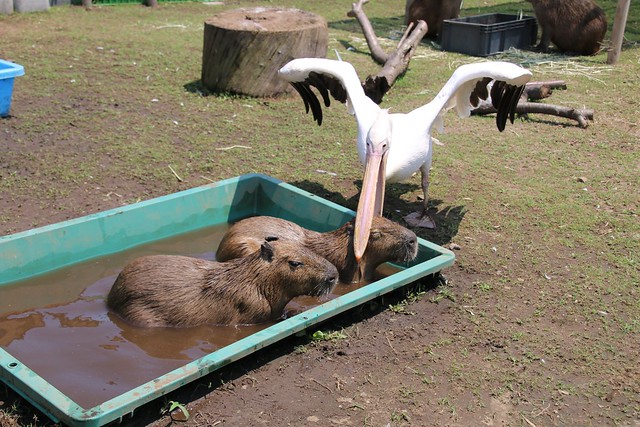 カピバラ Capybara
