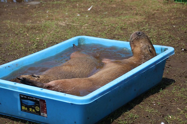 カピバラ Capybara