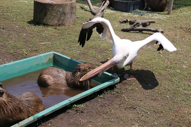 カピバラ Capybara