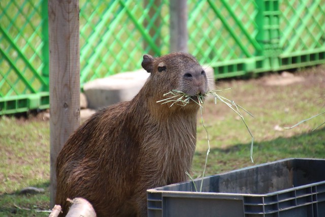 カピバラ Capybara