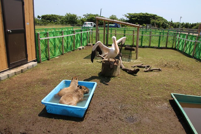 カピバラ Capybara