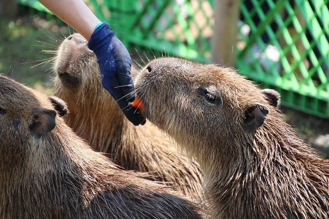 カピバラ Capybara