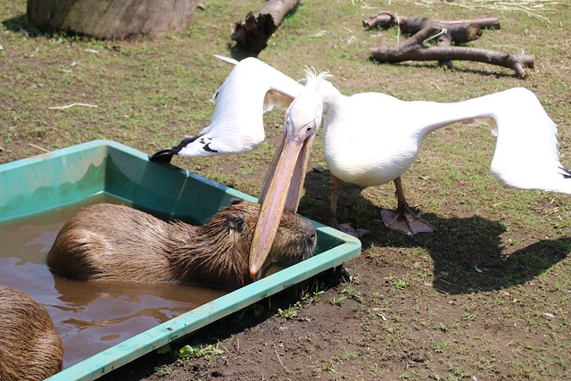 カピバラ Capybara