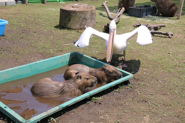 カピバラ Capybara