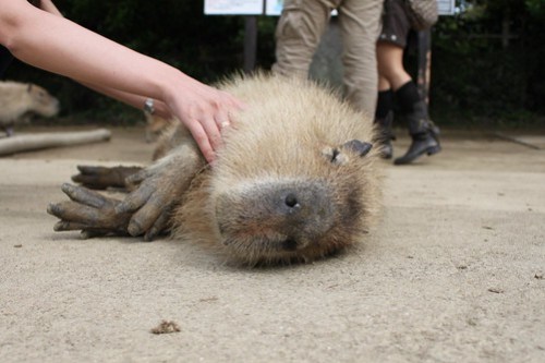 カピバラ Capybara