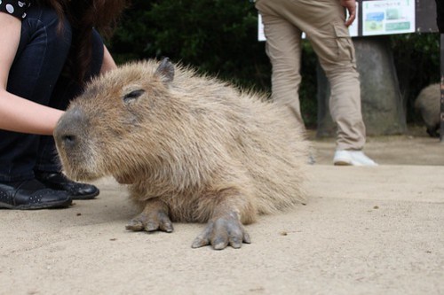 カピバラ Capybara