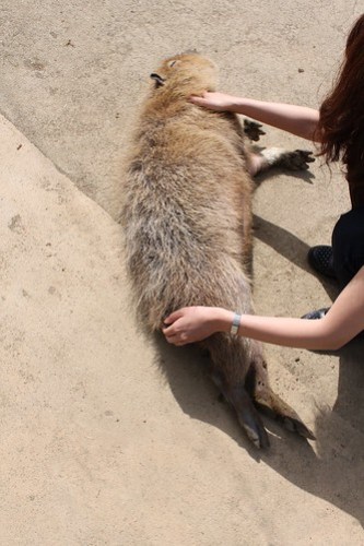 カピバラ Capybara