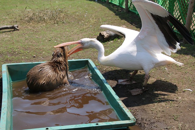 カピバラ Capybara