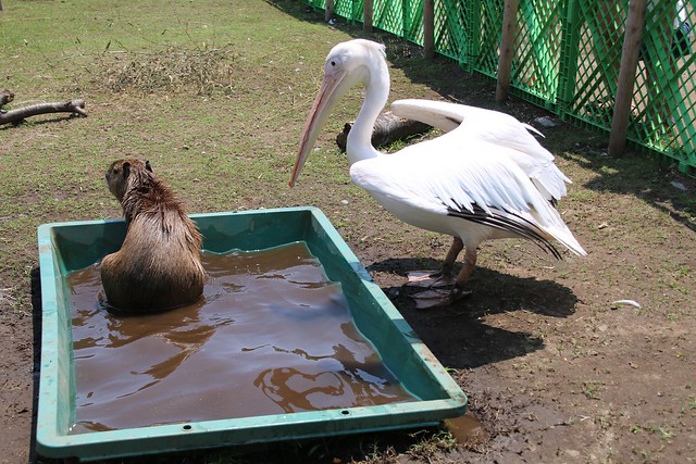 カピバラ Capybara