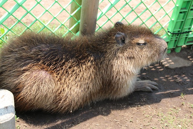 カピバラ Capybara