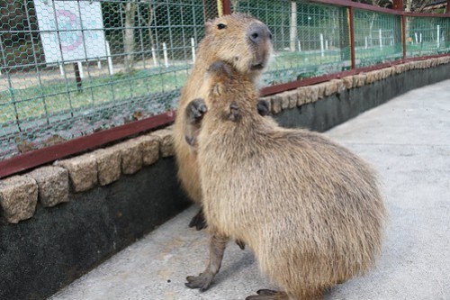 カピバラ Capybara