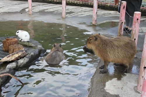 カピバラ Capybara