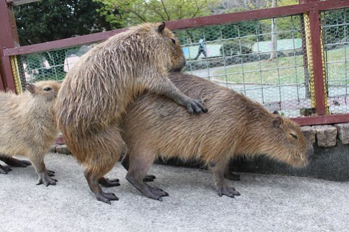 カピバラ Capybara