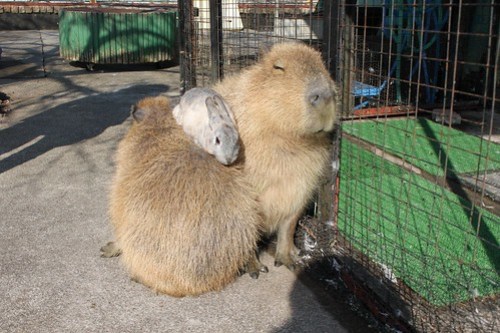 カピバラ Capybara