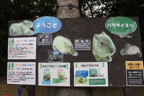 カピバラ Capybara
