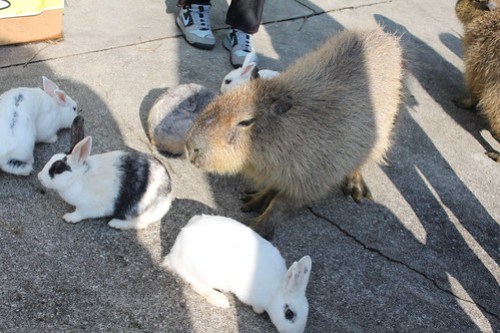 カピバラ Capybara