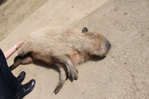 カピバラ Capybara