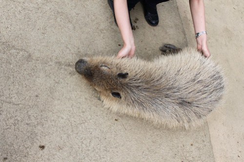 カピバラ Capybara