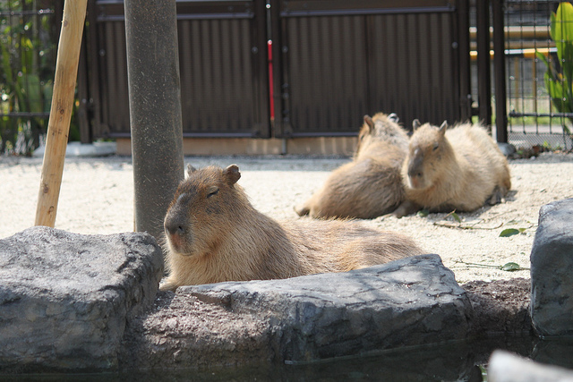 熊本市動植物園のカピバラ３頭